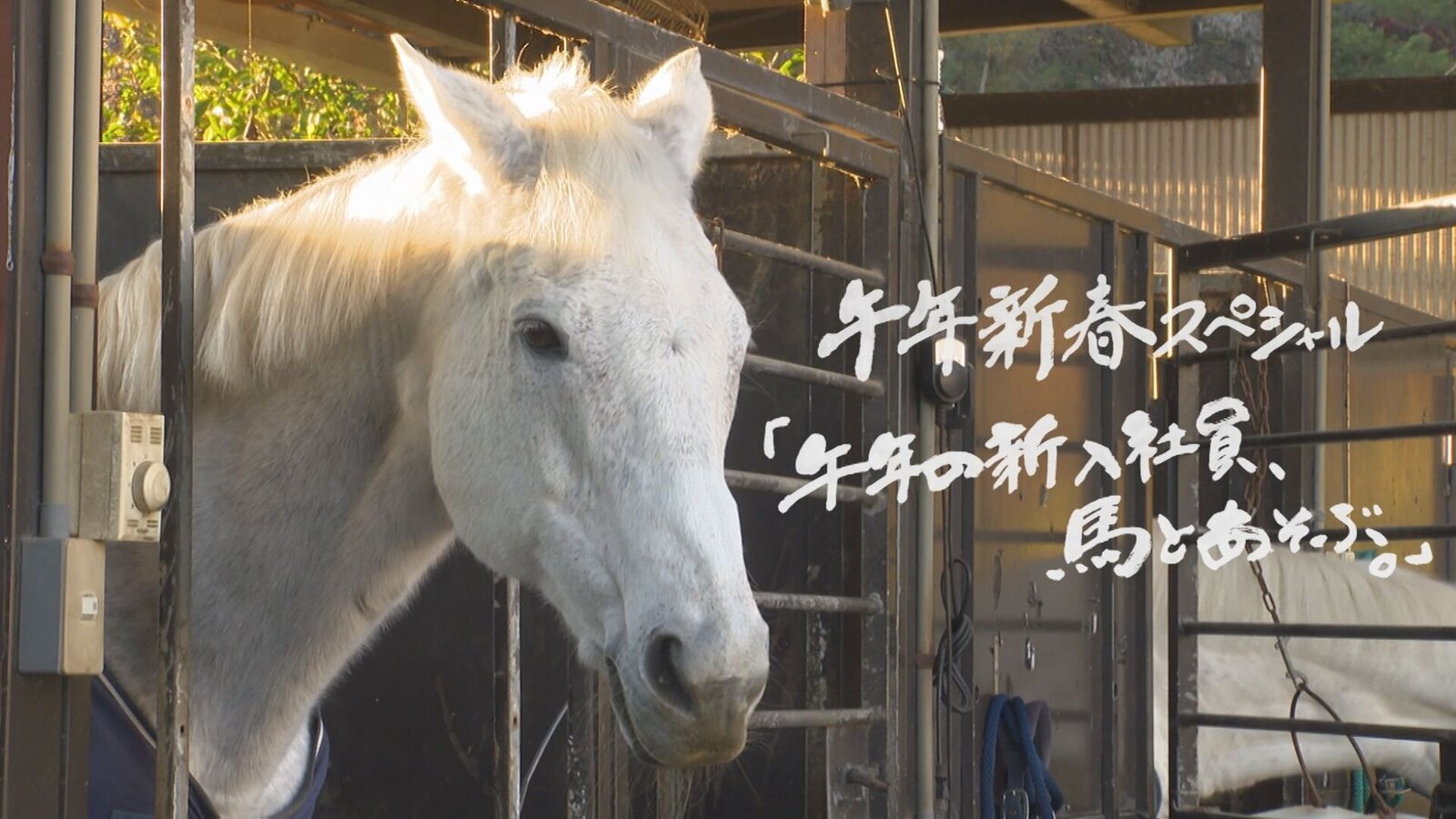 午年新春スペシャル「午年の新入社員、馬とあそぶ。」